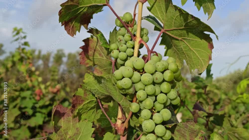 White grapes are ripening. Beautiful nice grape in traditional old vineyard in Puglia, Italy White grapes are ripening. Beautiful nice grape in traditional old vineyard in Puglia, Italy