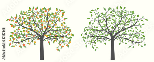 Tree with orange fruit and green leaves in two versions