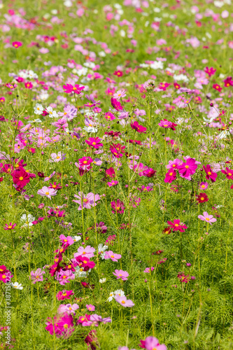 コスモス満開の花畑の風景