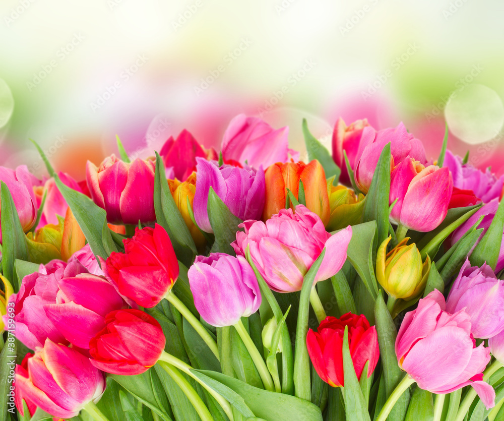 bouquet of pink, purple and red tulips bouquet of pink, purple and red tulips