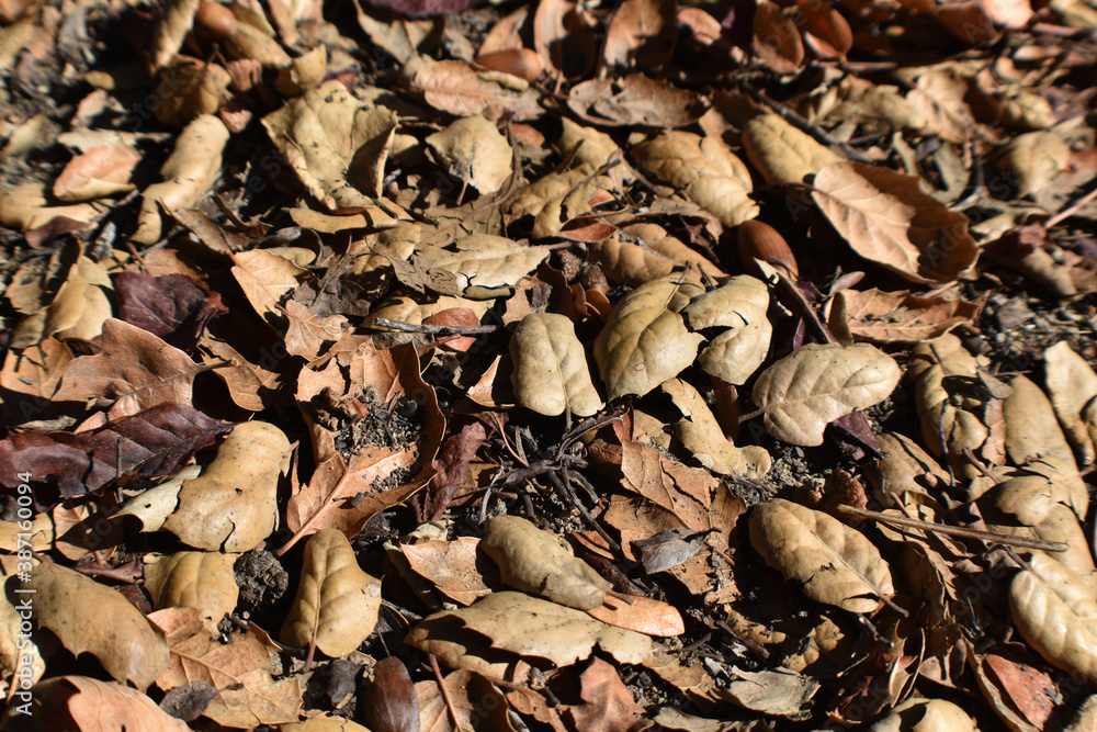 Evergreen Coast Live Oak Leaves Creating New Soil During Fall Season Close Up