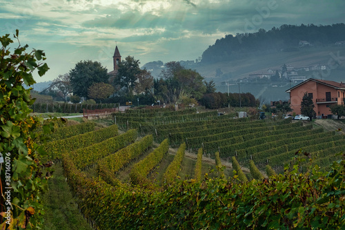 The vineyards in the Piedmontese Langhe  giometric games in the vineyards near Alba