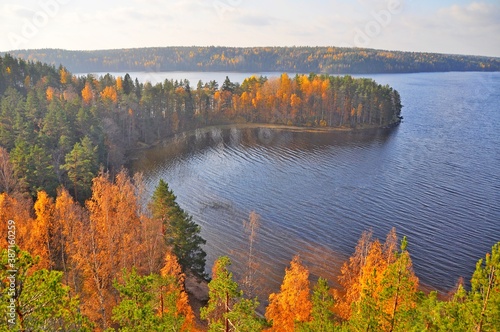 Fototapeta Naklejka Na Ścianę i Meble -  A magnificent autumn view of the yellow leaves of the island’s trees and the bay of the lakes of Karelia opens from a bird’s flight