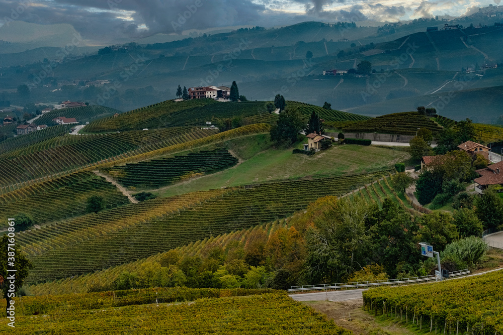 the vineyards in the Piedmontese Langhe of Alba during the magical period of autumn