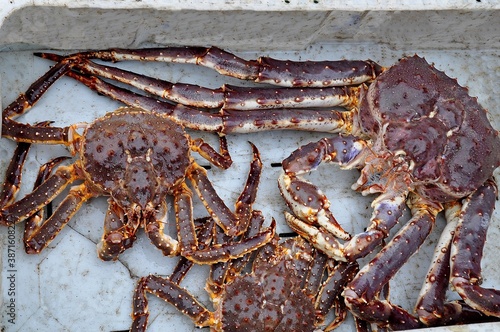 Close-up of three caught fresh big red Kamchatka crabs in a white plastic box on a fishing boat