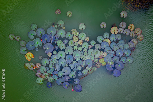 Wallpaper Mural Lotus on the pond aerial view.. Torontodigital.ca