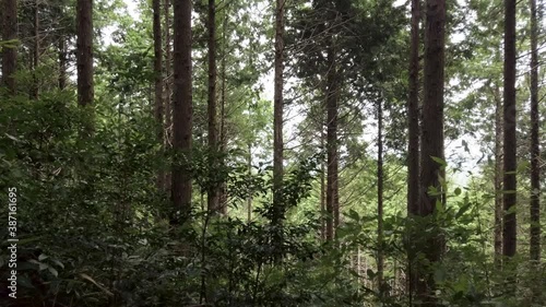 Deep inside of the mystic forest in the area of Sennoyama (Mt Senno), Iwami Ginzan Silver Mine, Oda / Omoricho, Shimane. photo