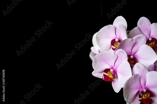 Fototapeta Naklejka Na Ścianę i Meble -  Pink orchid flower isolated on black background. Soft purple blooms of Phalaenopsis which is also called Moth Orchid because of the shape of the petals.