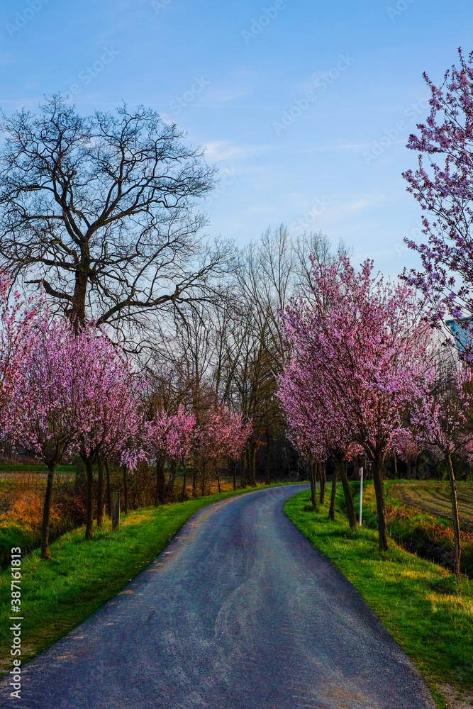 Colorful Cherry Blossom And Sakura Road in springtime . High quality photo