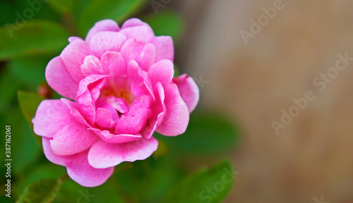 Pink rose in the garden, Serro, Brazil