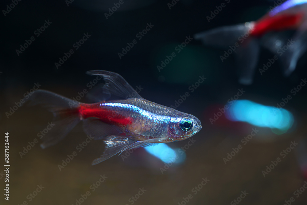Long fin Neon Tetra (Paracheirodon innesi var.) ornamental fish created by human selection