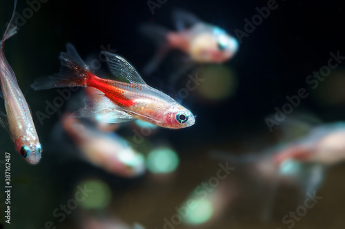 Canvas Print Albiono Long fin Neon Tetra (Paracheirodon innesi var