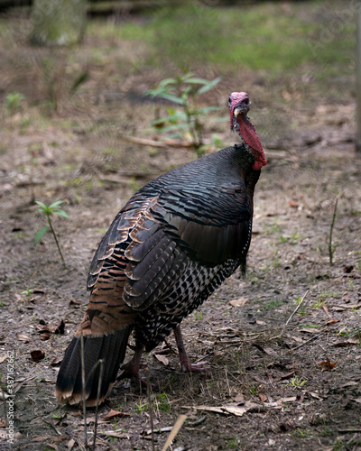 Wild turkey stock photos. Wild turkey in its environment and habitat with a blur background displaying its body, tail, multi colour head; feathers and looking at camera. Image.