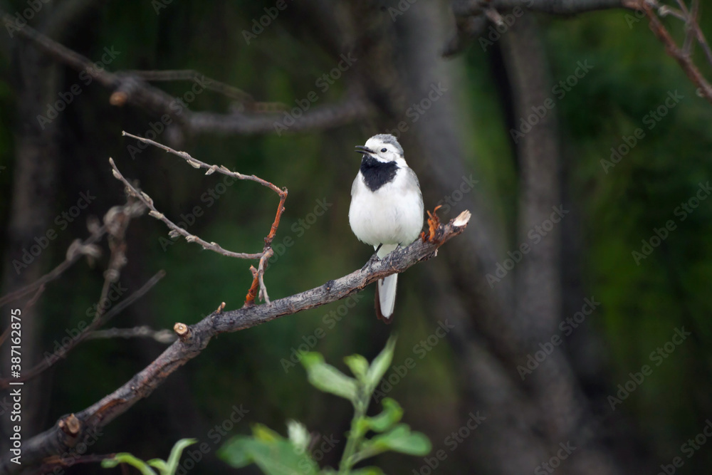 Fototapeta premium A small bird sits on a tree branch in the forest. Background wallpaper.