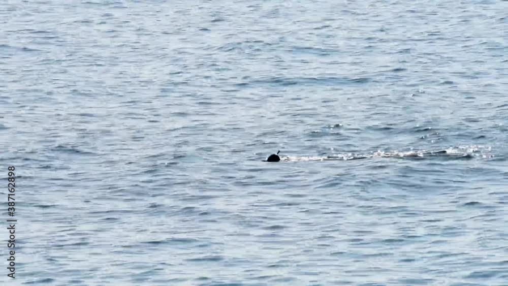 a diver swims and observes the seabed in the open sea a diver swims and observes the seabed in the open sea