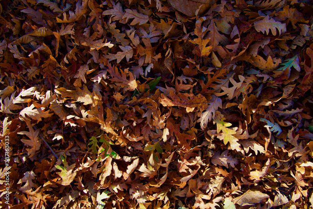Colorful backround image of fallen autumn leaves perfect for seasonal use Colorful backround image of fallen autumn leaves perfect for seasonal use