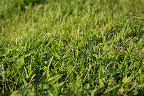 Background of green grass, shallow depth of field.