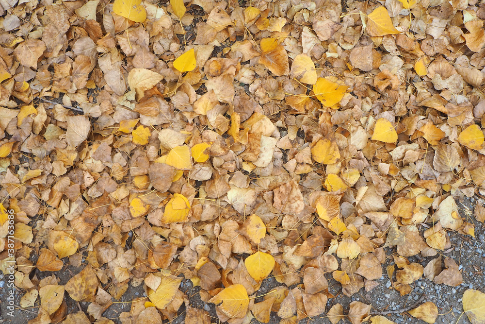 In autumn the yellow and dry leaves of poplar trees fell to the ground, In autumn the yellow and dry leaves of poplar trees fell to the ground,