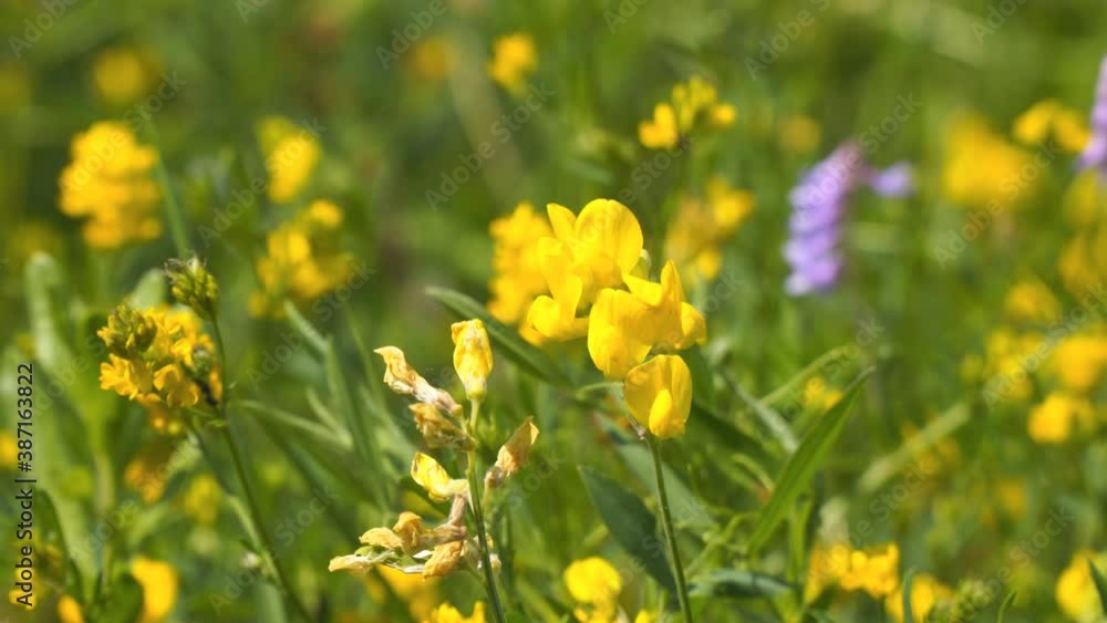 Wild yellow flowers of Meadow pee or Meadow vetchling are swayed by a light breeze. Lathyrus pratensis Selective focus Wild yellow flowers of Meadow pee or Meadow vetchling are swayed by a light breeze. Lathyrus pratensis Selective focus