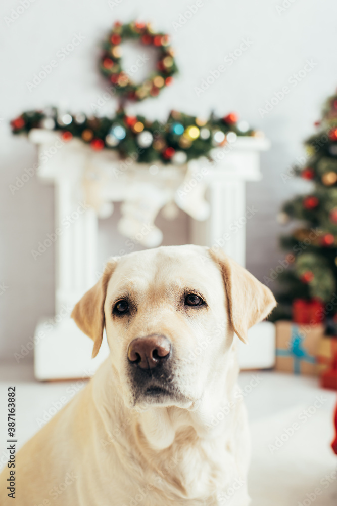labrador in decorated christmas apartment on blurred background labrador in decorated christmas apartment on blurred background