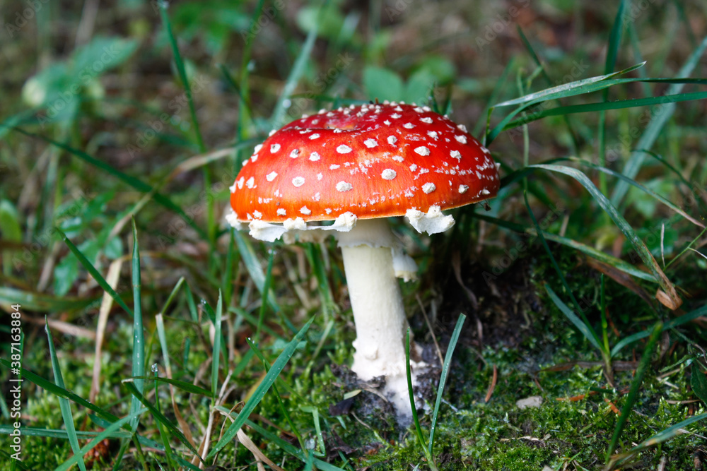 Fliegenpilz auf grüner Wiese im Wald Fliegenpilz auf grüner Wiese im Wald