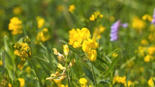 Wild yellow flowers of Meadow pee or Meadow vetchling are swayed by a light breeze. Lathyrus pratensis Selective focus photo