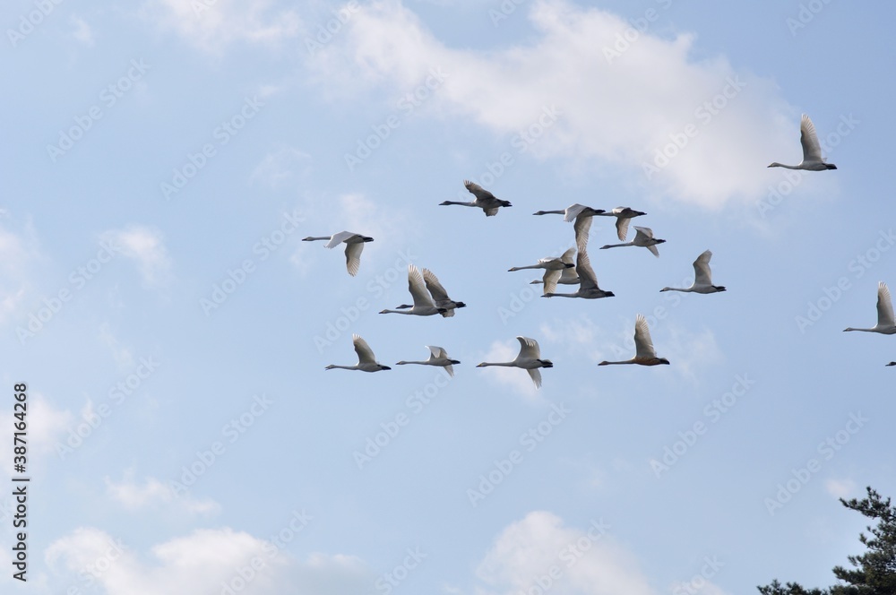 白鳥の飛翔