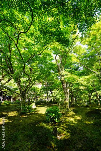 初夏の圓光寺の風景