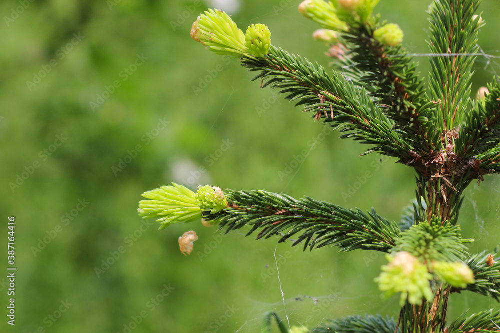 Branches ate with new young needles close-up. Branches ate with new young needles close-up.