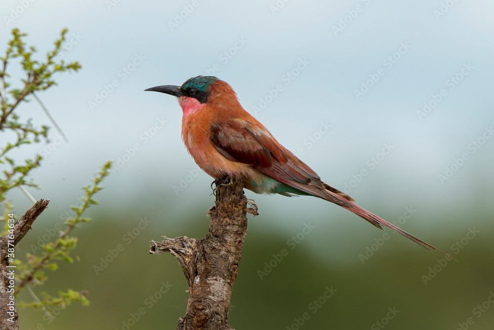 Fototapeta premium Guêpier carmin,.Merops nubicoides, Southern Carmine Bee eater