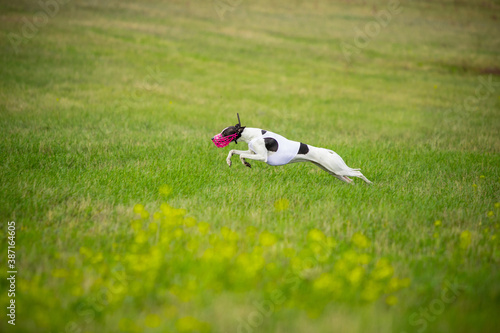Sportive dog performing during the lure coursing in competition. Pet sport, motion, action, showing, performance concept. Pet's love. Young animal training before performing. Looks strong, purposeful.