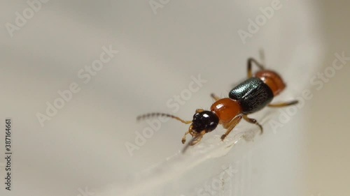 Macro view of a rove beetle or commonly known as Tomcat, extreme close up clip of a Paederus insect. photo