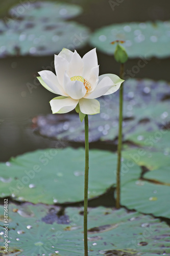 one white lotus beautiful blooming in the pond on this morning