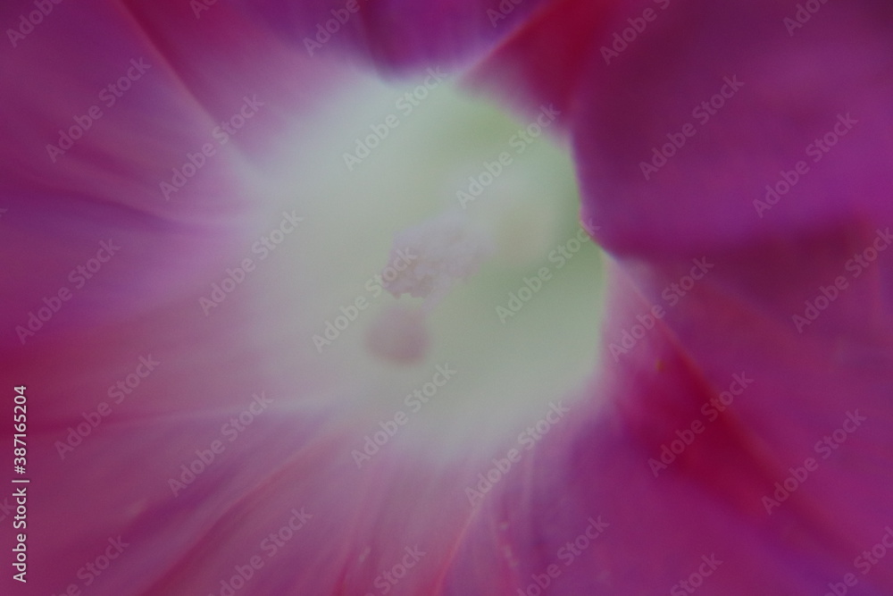 close up of pink flower close up of pink flower