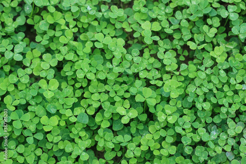 A green Clover, Background for St. Patrick s Day.