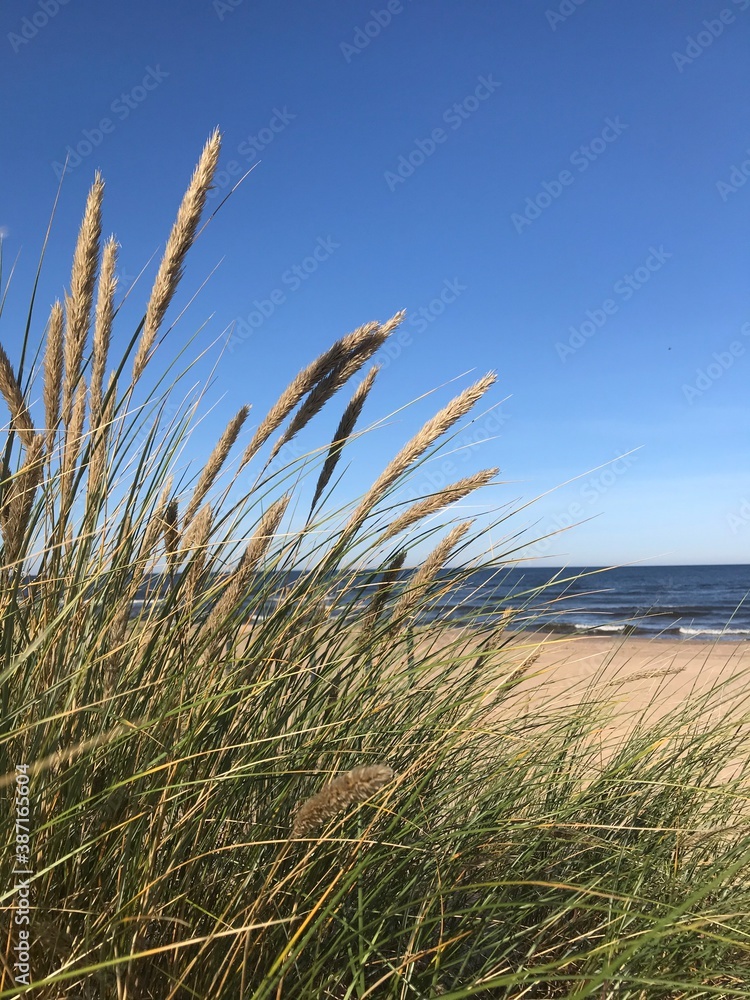 Fototapeta premium sand dunes and grass
