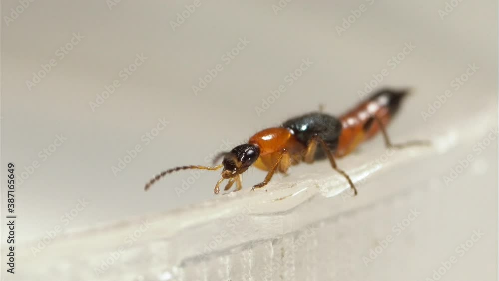 Stockvideon Macro view of a rove beetle or commonly known as Tomcat ...