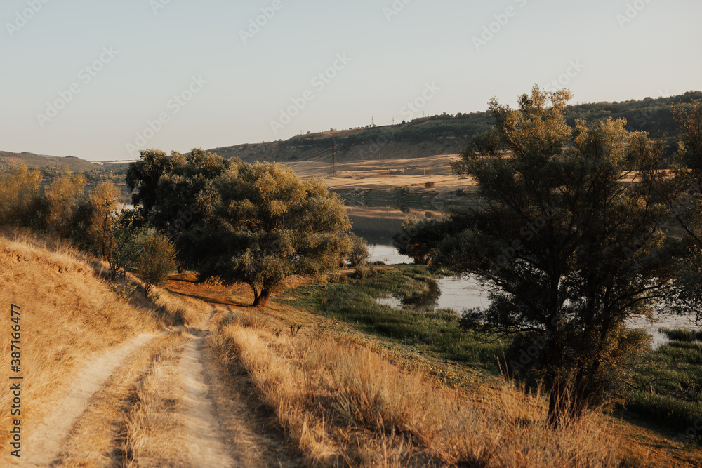 Fototapeta premium Picturesque countryside landscape with big branchy trees and field road. Countryside road.
