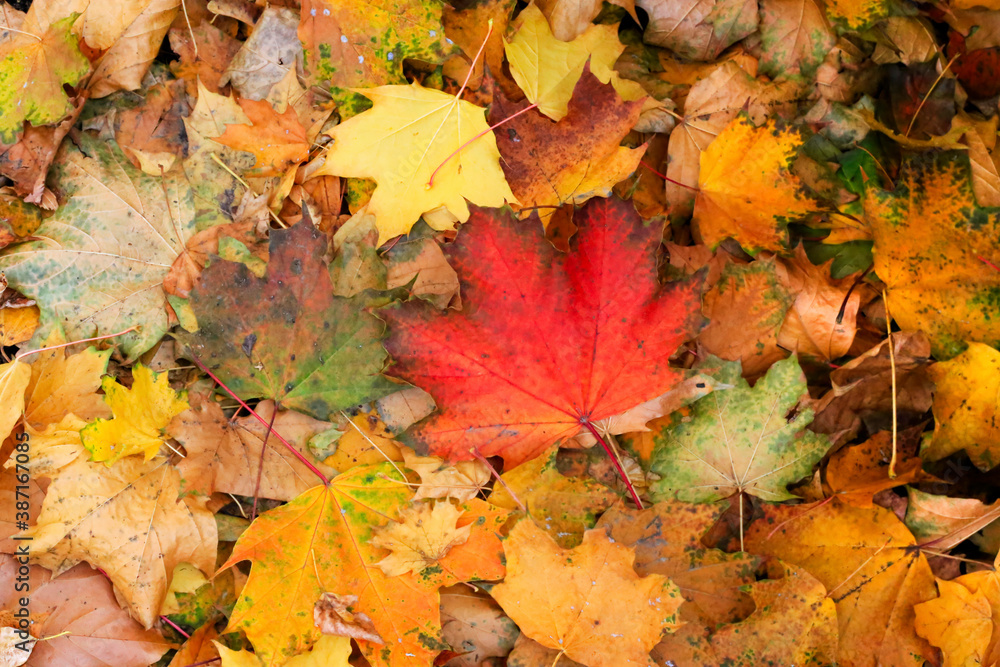 Bright colorful autumn leaves of maple lying on the ground Bright colorful autumn leaves of maple lying on the ground