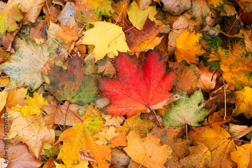 Bright colorful autumn leaves of maple lying on the ground