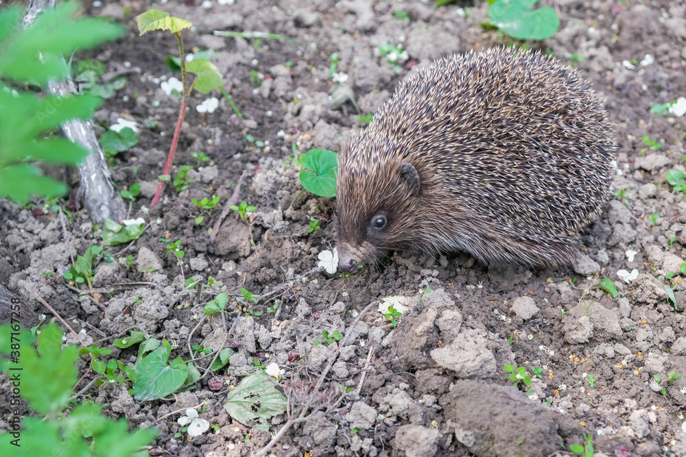 Hedgehog on gray soil. Animal camouflage. Copy space. Hedgehog on gray soil. Animal camouflage. Copy space.