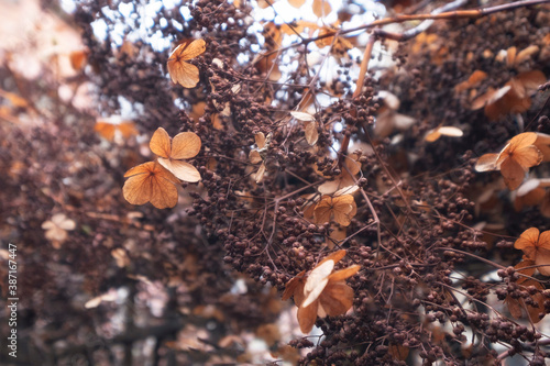 background of last year  dry flowers in delicate brown shades