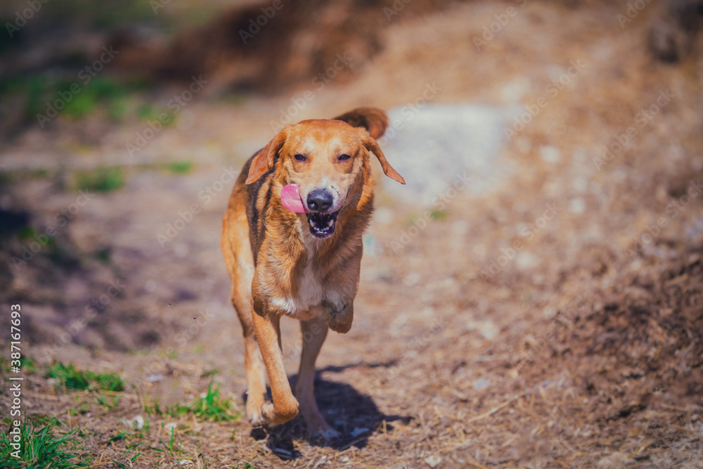 Happy ginger dog runs on a background of autumn colors Happy ginger dog runs on a background of autumn colors