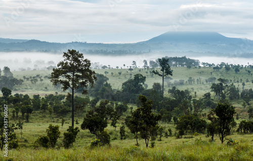 Pine forest savannah thung salang luang
