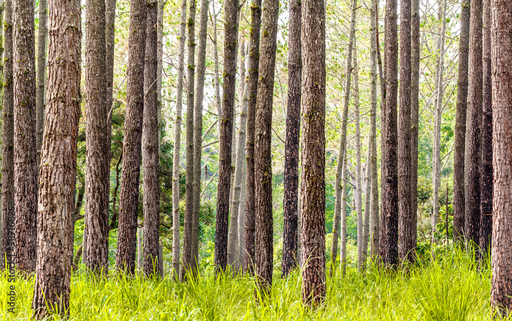 Fototapeta premium Pine forest in the rain
