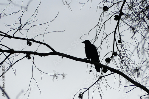 Carrion crow (Corvus corone), silhouette, standing on a pine tree