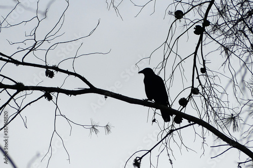 Φωτογραφία Carrion crow (Corvus corone), silhouette, standing on a pine tree