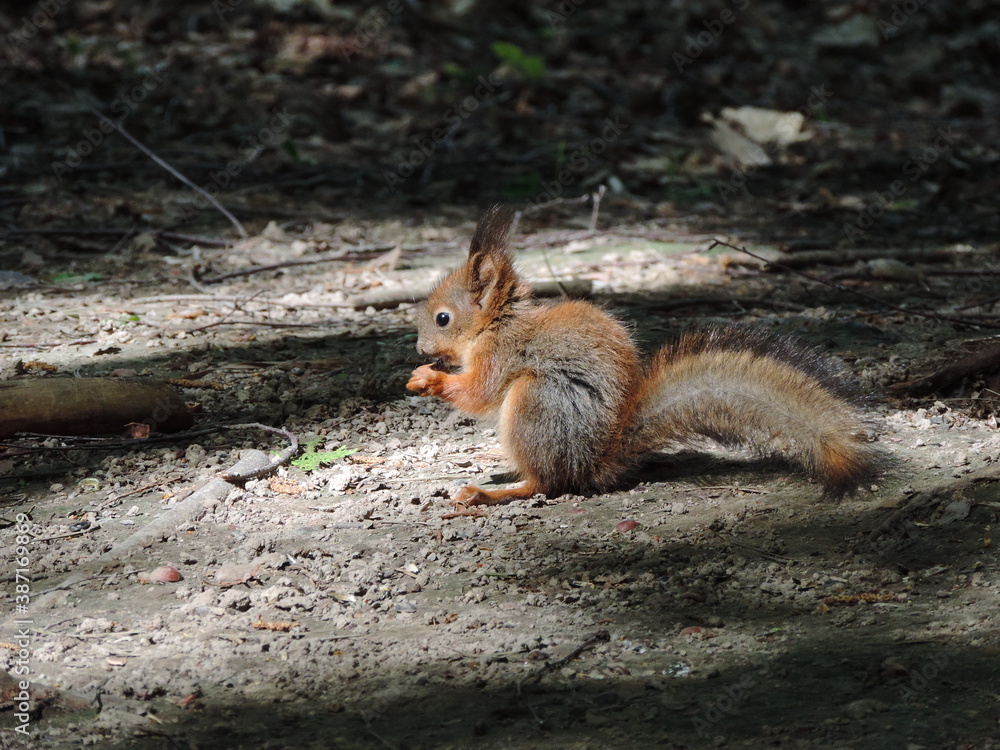 Fototapeta premium squirrel in the park