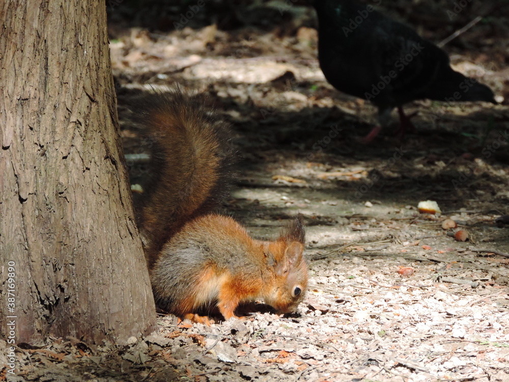 squirrel in the park squirrel in the park