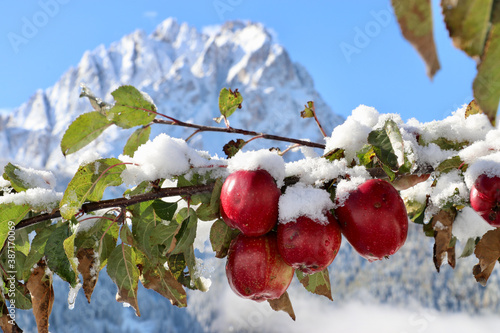 Südtiroler Apfelbaum mit Äpfeln im Schnee